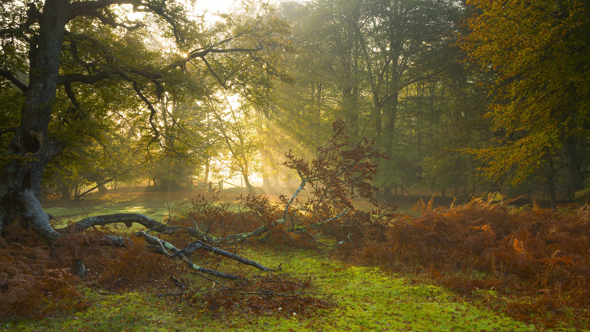 阿联酋男篮在西亚锦标赛中表现不俗,期待奥运出线